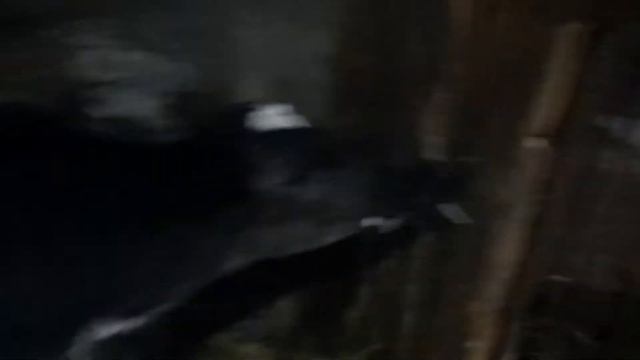 Выпойка телят с помощью трубки от капельницы,соски и бутылки. смотреть онлайн