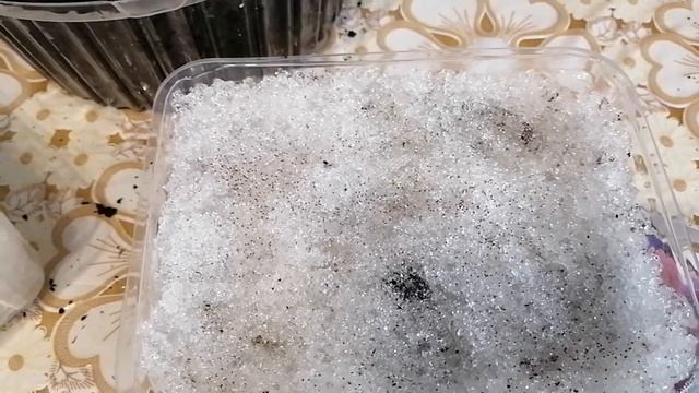 Посадка мелких семян на снег, на примере петунии.