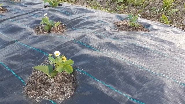 КЛУБНИКУ НА ГЕОТКАНЬ l ФИНАЛ l ИЗБАВИЛИСЬ ОТ СОРНЯКОВ l strawberries and fabric смотреть онлайн