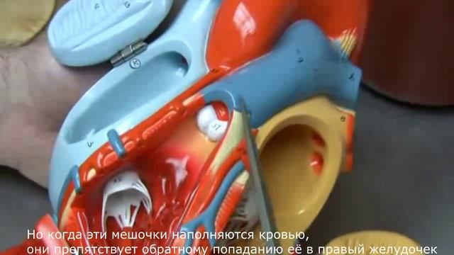 Анатомия сердца смотреть онлайн