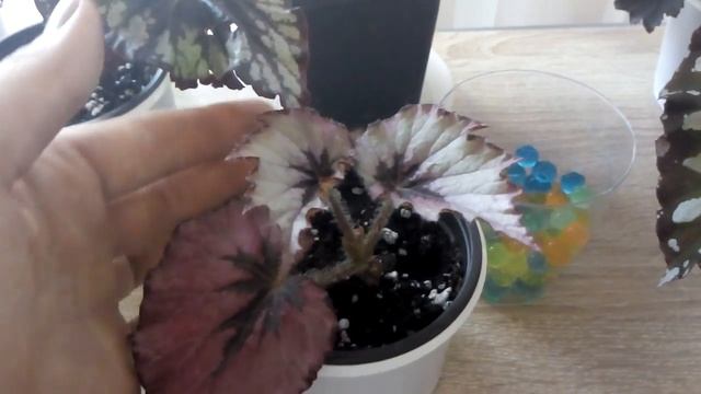 Комнатные цветы .Обзор цветов на новой полочке июнь 2019 года . смотреть онлайн