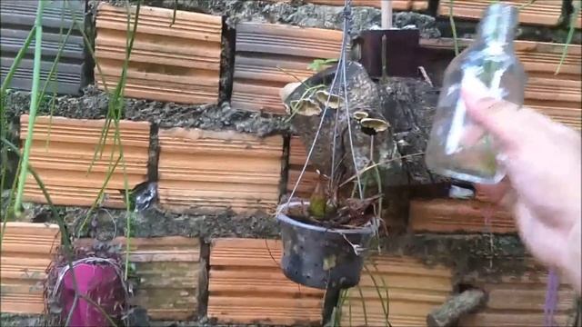 Dica De Pasarinhada 2, Cacto Macarrão Rhipsalis Baccifera