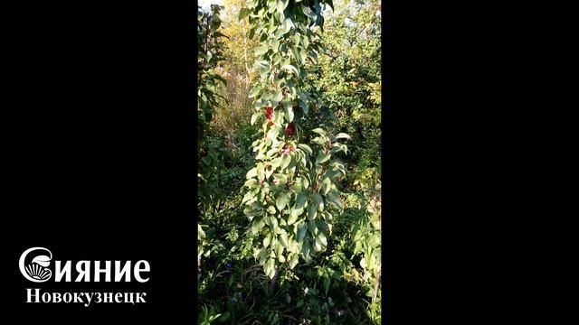 Колоновидные яблони в Сибири смотреть онлайн