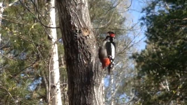 Новоуральский дятел. смотреть онлайн