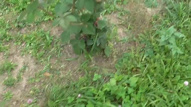 Выкопали колодец. смотреть онлайн
