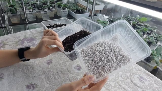 Разрыхлитель для грунта фиалок, Пенопласт или агроперлит? Что я выбираю для своих фиалок. смотреть онлайн