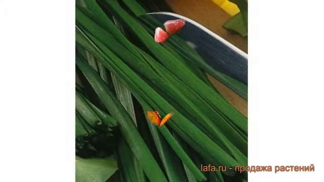 Лук душистый Каприз (kapriz) ? душистый лук Каприз обзор: как сажать, семена лука Каприз смотреть онлайн