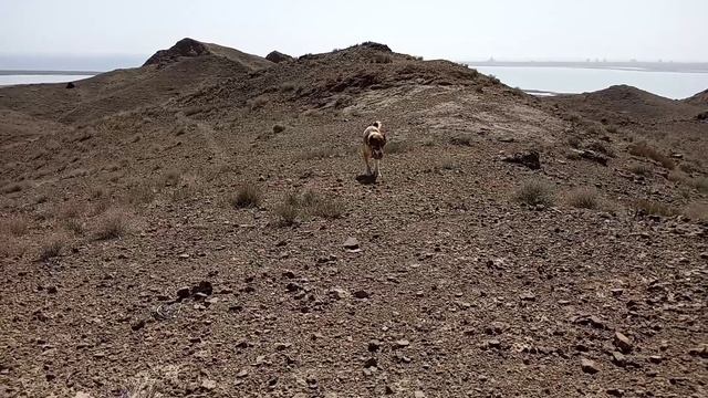 Волкодав питание в естественных условиях! Turkmen Alabay. Shepherd Dog . смотреть онлайн