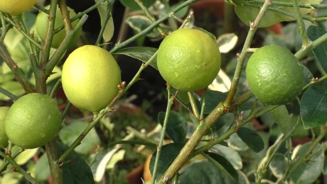 Лайм "Мексиканский". C. aurantifolia "Messicana" смотреть онлайн
