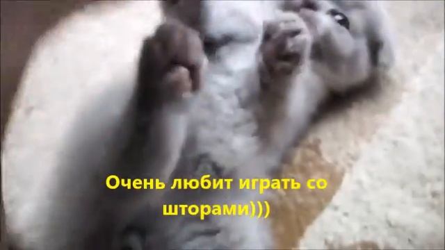 Купила котёнка за 5000 рублей.Показываю какой он вырос после смотреть онлайн