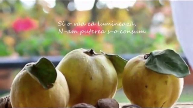 Galbenă Gutuie (cu Versuri)