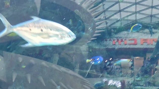 Животные. Рыбы. Огромный морской аквариум с хищной акулой, групером, морскими рыбами. смотреть онлайн