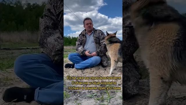 Как приручить незнакомую собаку? смотреть онлайн