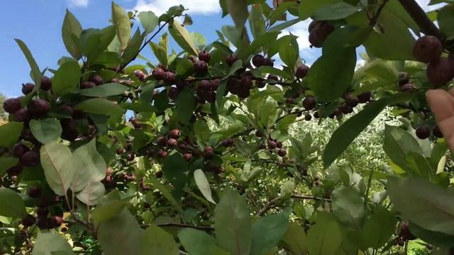 07.21г.Парк А.С.Пушкина в Саранске. смотреть онлайн