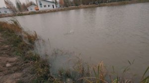 КОМБИКОРМ ИЛИ БОЙЛЫ? РЫБАЛКА НА КАРПА ОСЕНЬЮ С ФИДЕРОМ.КОМБИКОРМ ПРОТИВ БОЙЛОВ