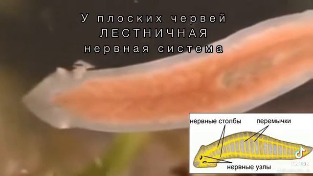 Нервная система животных смотреть онлайн