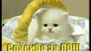 Дмитрий Василевский «Одинокий мужичок за 50».avi