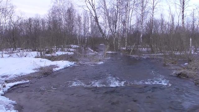 В поисках весеннего селезня и тетеревов.Прогулка по весеннему лесу смотреть онлайн
