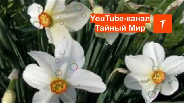 Работа с Подсознанием. Техники по Здоровью смотреть онлайн