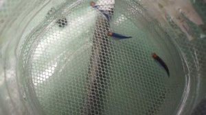 Отсаживаем тернеций на нерест