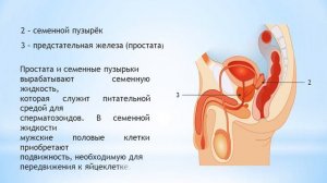 Биология  9 класс  Строение половой системы человека