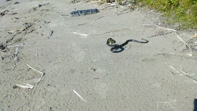 Охота ужа на лягушку смотреть онлайн