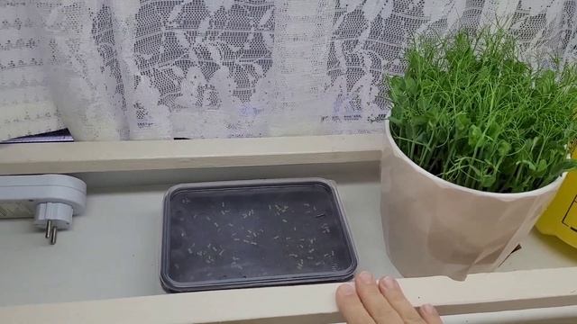 первое видео в 23году/ разбираю ёлку/ обзор покупок/ вкусный ужин/ сажаю микрозелень смотреть онлайн