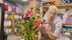 Антуриум Ред Чемпион - классический антуриум с большими цветами | Обзор сорта