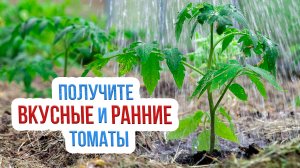 Подкормка ранних томатов после высадки в грунт. После этих удобрений помидоры будут вкусными