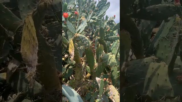 Кактус пляжа Клеопатра смотреть онлайн
