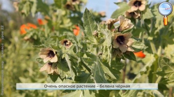 Окружающий мир 3 класс (Урок№22 - Природа и наша безопасность. Экологическая безопасность.)