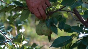 Садовые будни с Сергеем Чудопаловым. Урожай сентября. Ответы на ваши вопросы