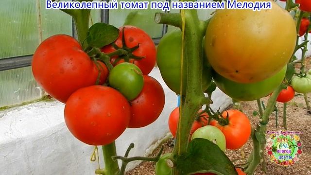 Великолепный томат под названием Мелодия смотреть онлайн