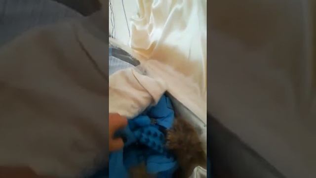 Бала коржын калжа даниалга семейдее астанага смотреть онлайн