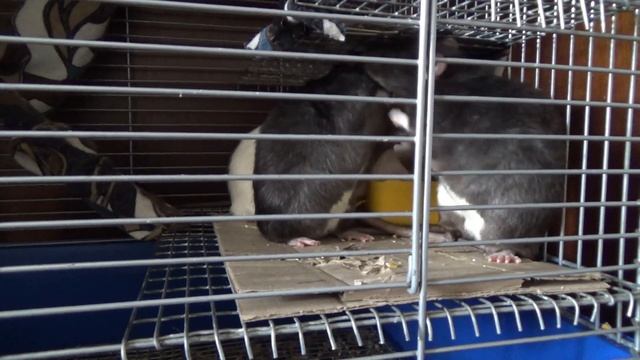 Сколько весит крыса? Где купить крупную крысу? смотреть онлайн