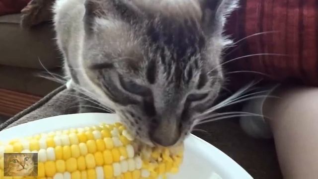 6 Безопасных ЧЕЛОВЕЧЕСКИХ Продуктов, Которые МОЖНО ЕСТЬ Вместе с Кошкой смотреть онлайн
