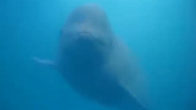 Дельфины. смотреть онлайн