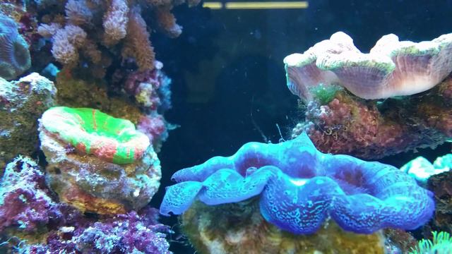 4K UHD 3840x2160 Aquarium Corals Saltwater смотреть онлайн