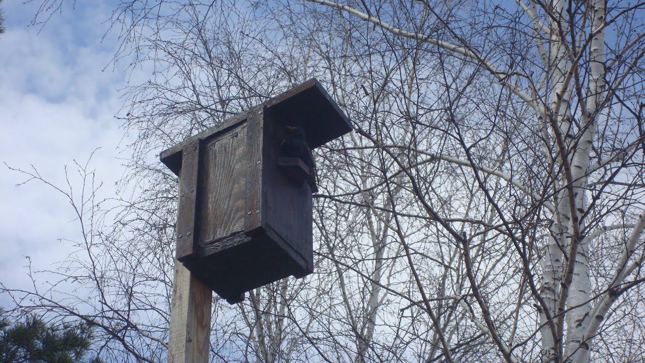 Пора задуматься о скворцах смотреть онлайн