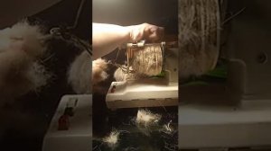 Прядения шерсти на электропрялке.Как начать прядения.@user-wxjd2yc8w