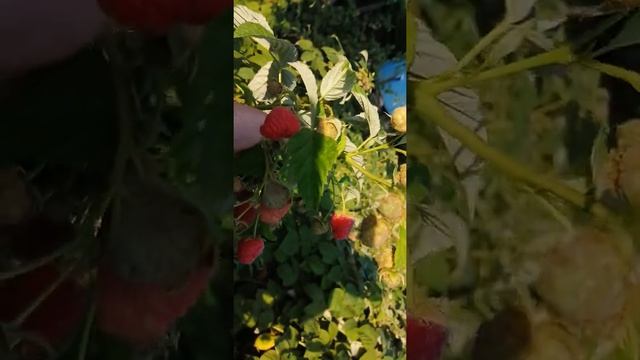 Малина Маравилла. Ремонтантный сорт. Один из лучших из сортов малины#маравилла#лучший сорт смотреть онлайн