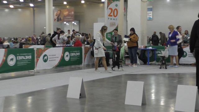 Цвергшнауцер чс К Щенки Miniature schnauzer bs Male Puppy class смотреть онлайн