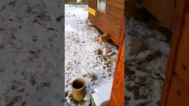 Акита Ину Гэнки и кот британец Малик на даче смотреть онлайн