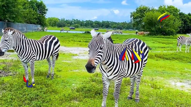 Diana and sisters are visiting Safari - Learning Wild Animals смотреть онлайн