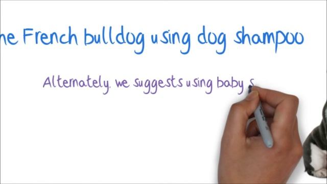 How To Clean Your French Bulldogs Wrinkles Correctly смотреть онлайн