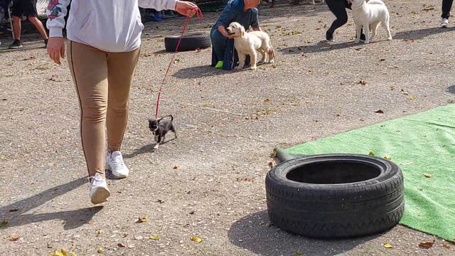 мини чихуахуа Пантера Мажориковна ПРОДАЖА 4 месяца +79787458062 бэст бэби 2 место смотреть онлайн