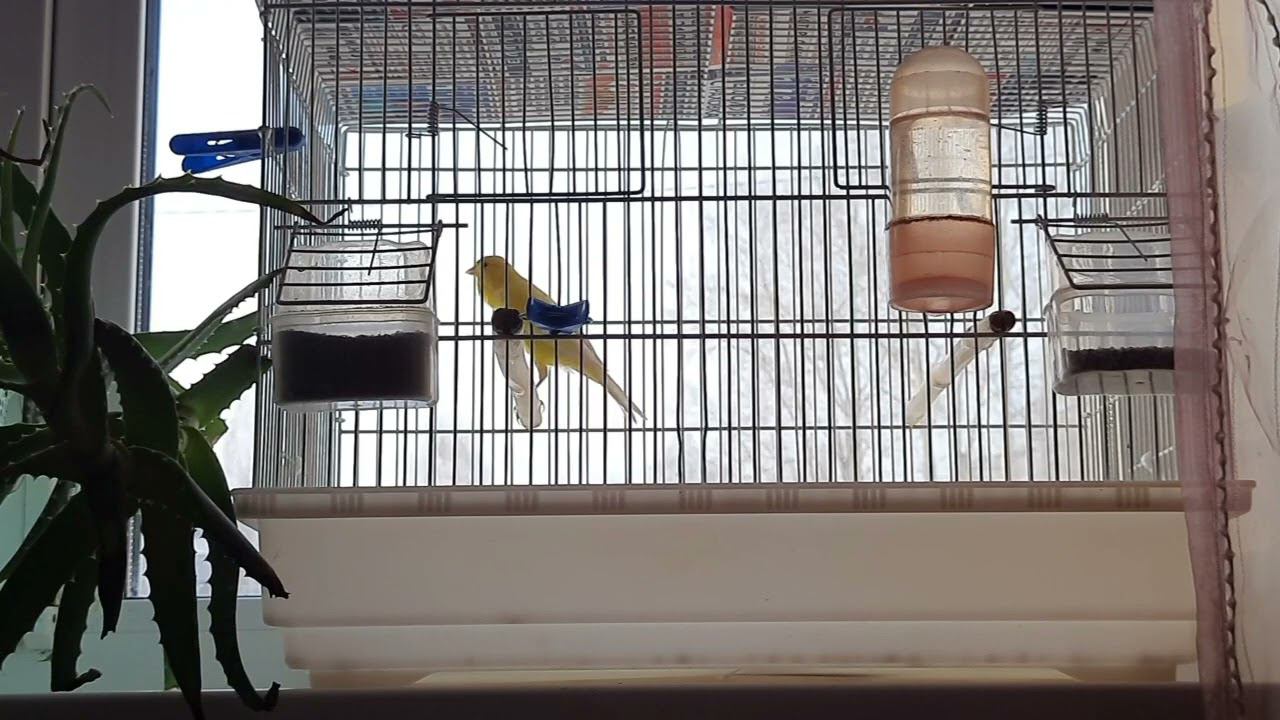 Песня молодого кенаря 25.12.2022. смотреть онлайн