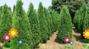 Туя западная Колумна. Краткий обзор, описание характеристик, где купить крупномеры, саженцы