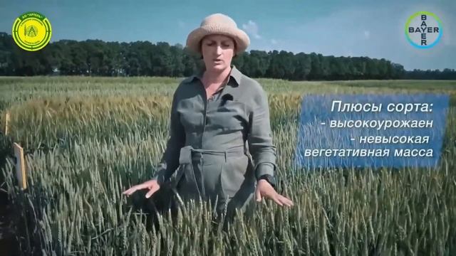 Сорта озимой пшеницы АО Артель смотреть онлайн