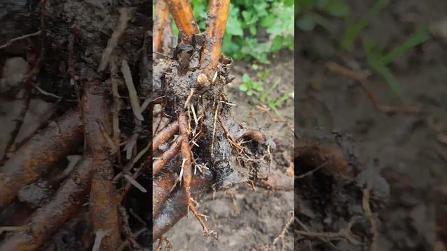 Крупные саженцы пионов Маккинак Гранд и Олд Фейтфул смотреть онлайн